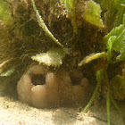 Pleated Tunicate