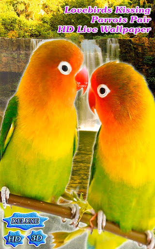 Lovebirds Kissing Parrots Pair