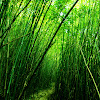 bamboo (竹)