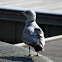 Great Black-Backed Gull (juvenile)