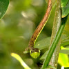 Brown Vine Snake