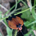 Tailed Net-winged Beetle