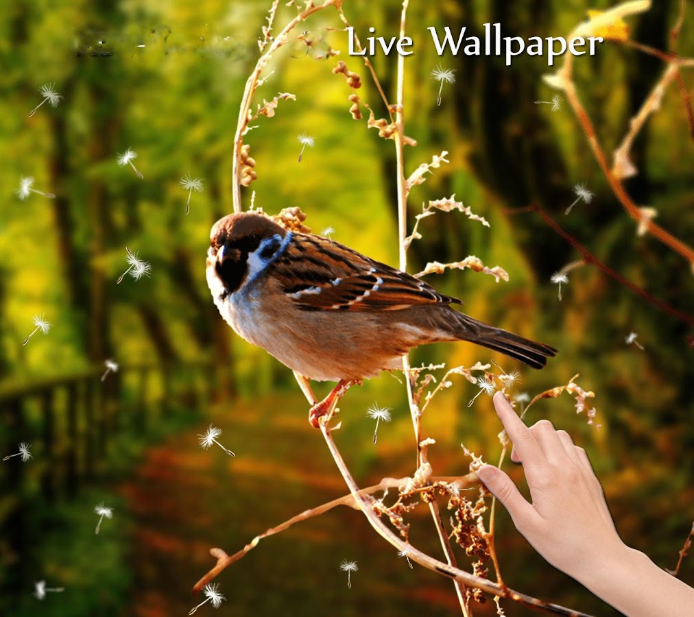 3D Birds Live Wallpaper Apl Android Di Google Play