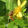 Yellow-jacket Hoverfly