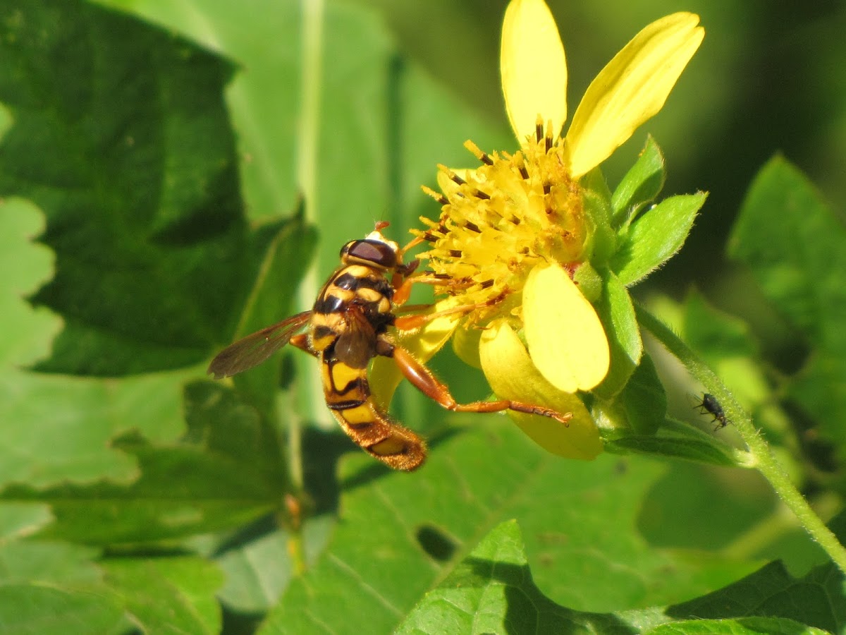 Yellow-jacket Hoverfly