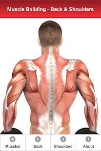 Muscle Building Back+Shoulders