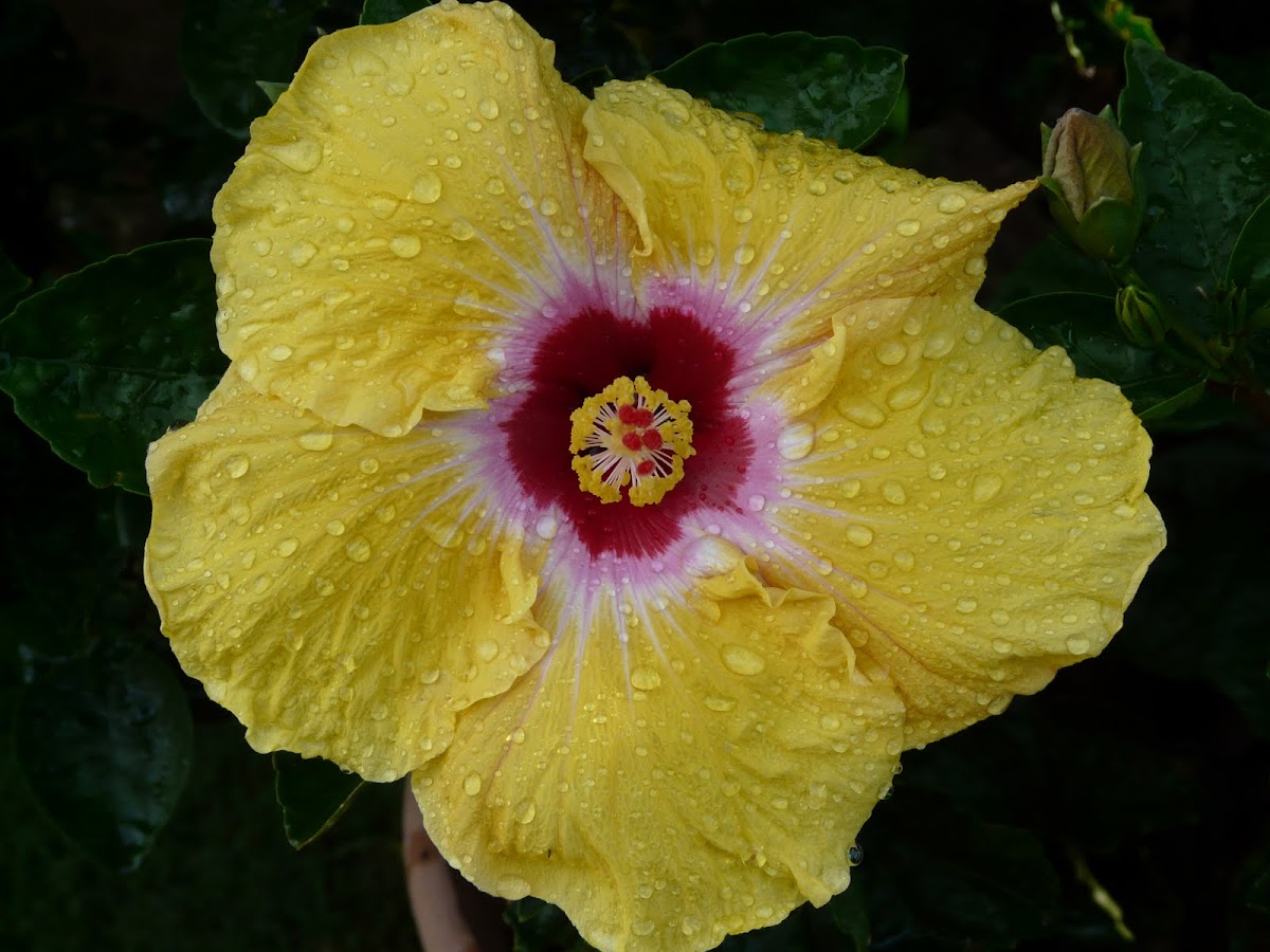 Ibiskus Flower