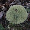 sphagnum moss?