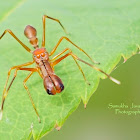 Male Red Ant-Mimicking Spider
