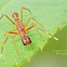 Male Red Ant-Mimicking Spider