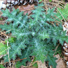 Bull Thistle