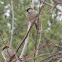 House Sparrow