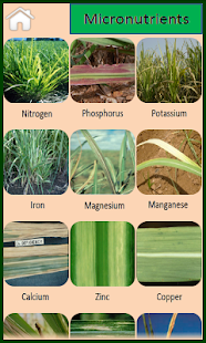 Download Sugarcane English APK