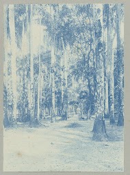 Palmentuin, Paramaribo