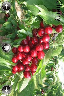 How to mod Fruits And Vegetables 1.0 mod apk for pc