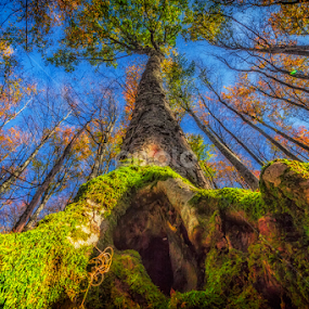 Maple tree in the Fall by Stanislav Horacek - Nature Up Close Trees & Bushes