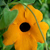 Black-Eyed Susan Vine