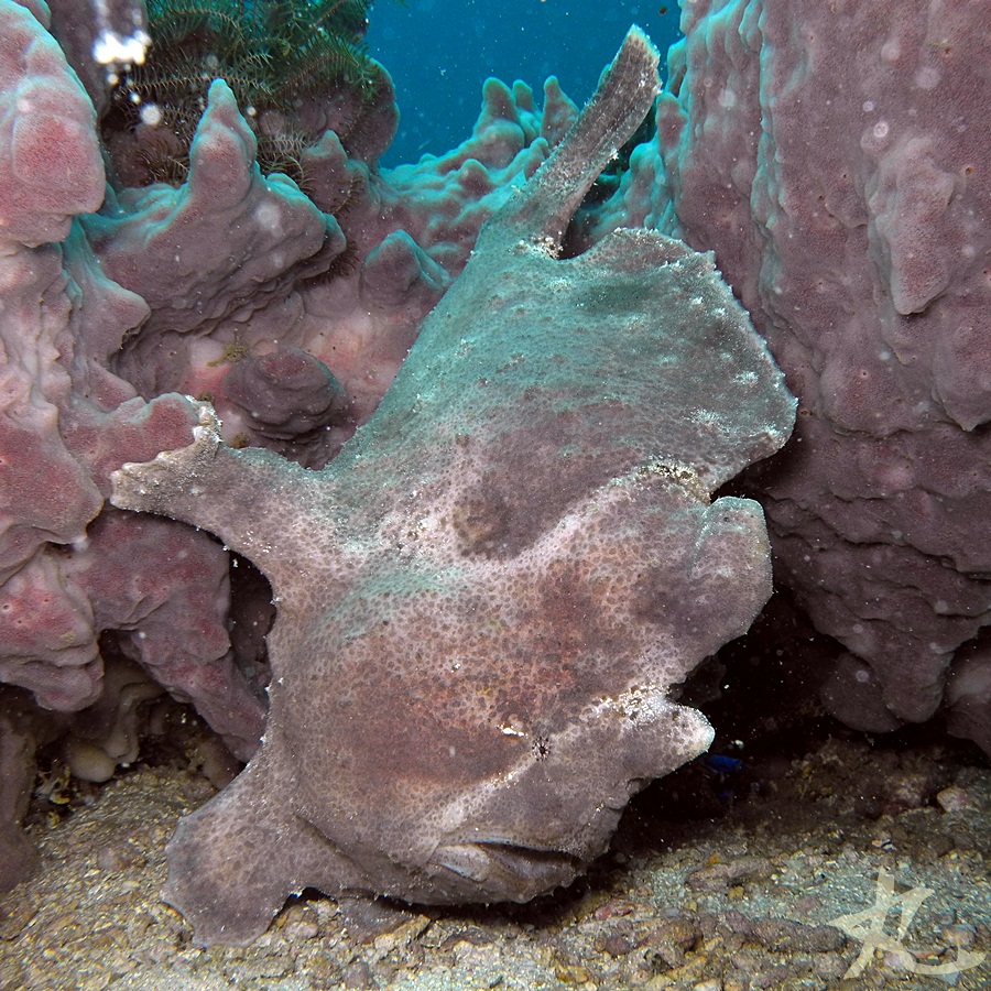 Giant Frogfish