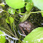 frog and tadpoles