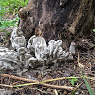 Ascomycetous Fungi