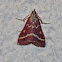 Pyrausta volupialis Moth