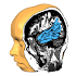 Brain Tutor 3D1.6