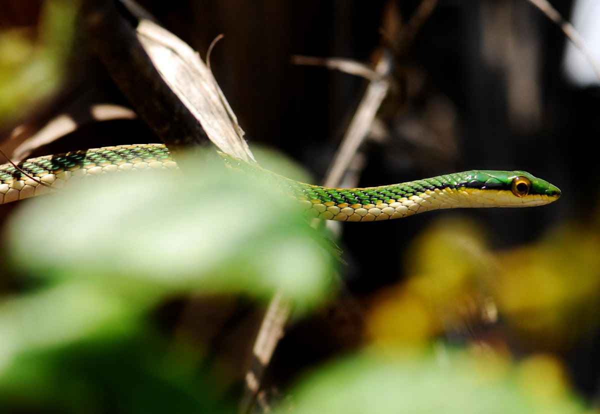 Green-headed tree snake
