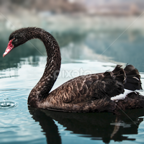 A black swan on Vacha reservoir by Kiril Krastev - Animals Birds