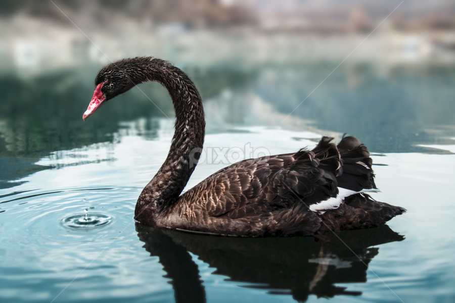 A black swan on Vacha reservoir | Birds | Animals | Pixoto