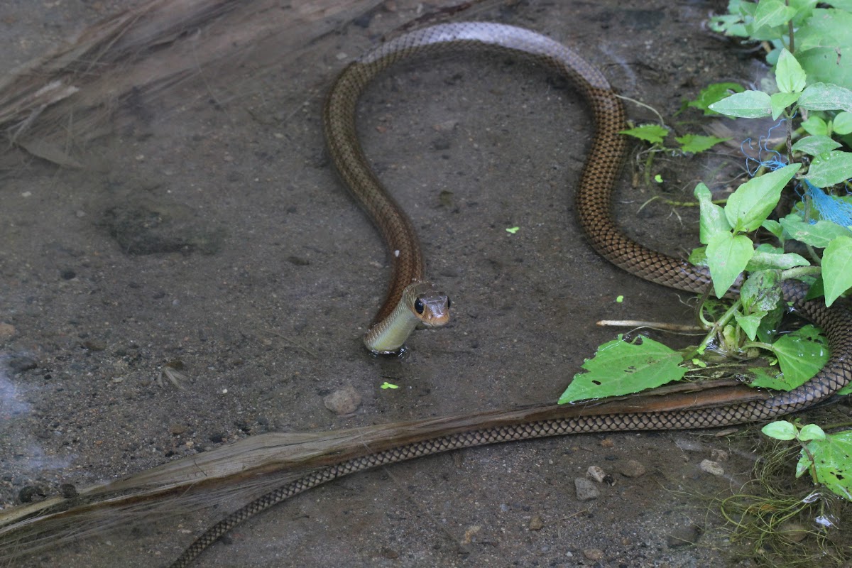 Indo-chinese Rat Snake