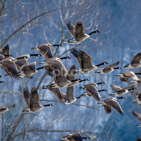 by Blaine Stauffer - Animals Birds