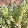 Pop Saltbush