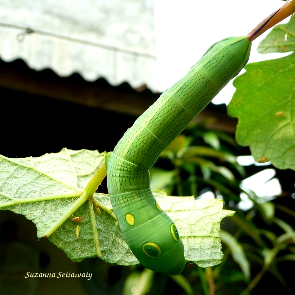 Vine hawk moth caterpillar