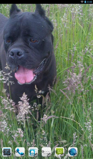 Cane Corso Theme - Nova ADW GO