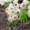 Western Pearly Everlasting