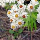 Western Pearly Everlasting