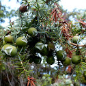 Large-fruited Juniper