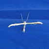 Plume moth