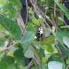 Snowberry Clearwing Moth (laying eggs)