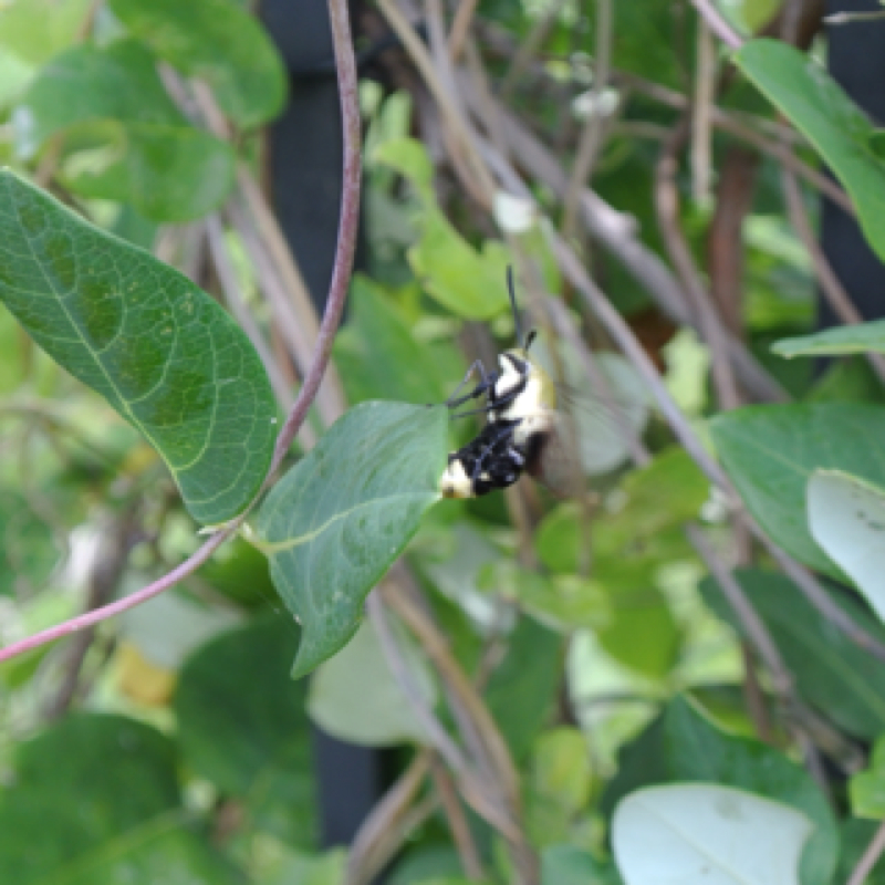 Snowberry Clearwing Moth (laying eggs)