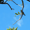 Audubon's (Yellow-rumped) Warbler