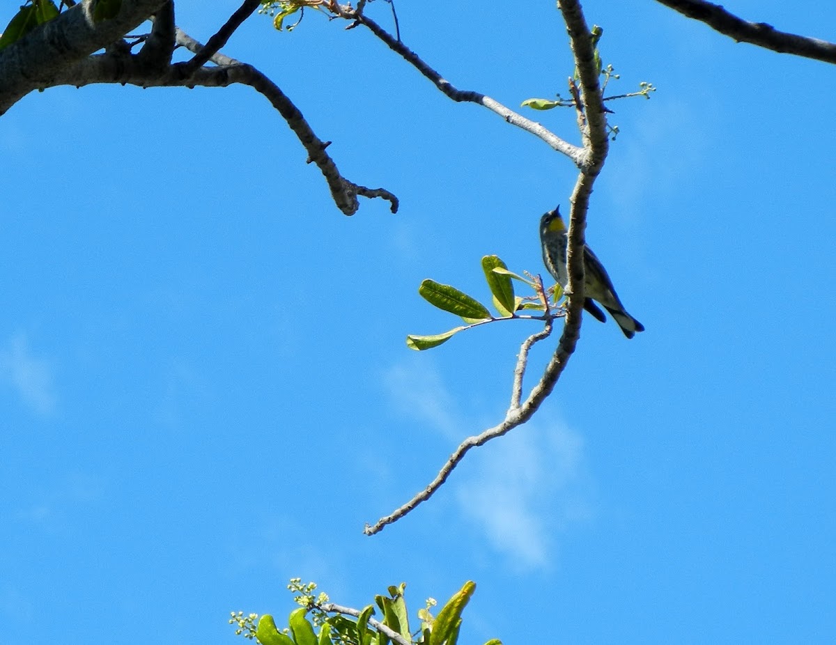 Audubon's (Yellow-rumped) Warbler