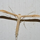 Groundsel plume moth