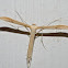 Groundsel plume moth