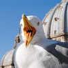 Herring Gull