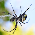 Wasp Spider - Argiope