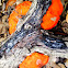Bright orange bracket fungi