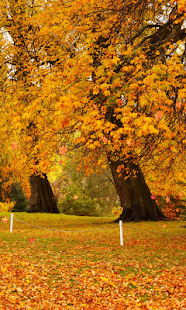 Autumn Wallpaper(圖4)-速報App