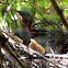 Northern Mockingbird Chicks