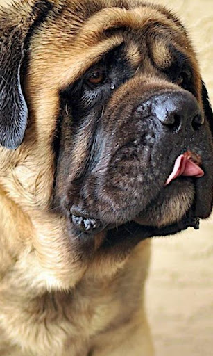 Mastiffs Wallpapers